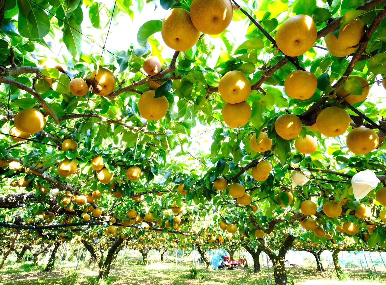 【梨のお花＊梨のつぼみの枝＊切り花】真っ白い可憐な可愛いお花＊里山育ち＊自然農法 都道府県のお花作ってみた】31.鳥取県のお花『二十世紀梨の花