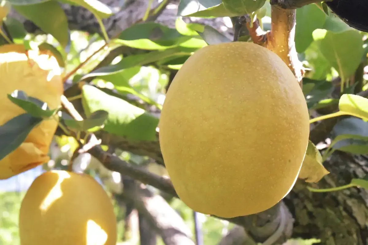 品種紹介 | 梨屋さん